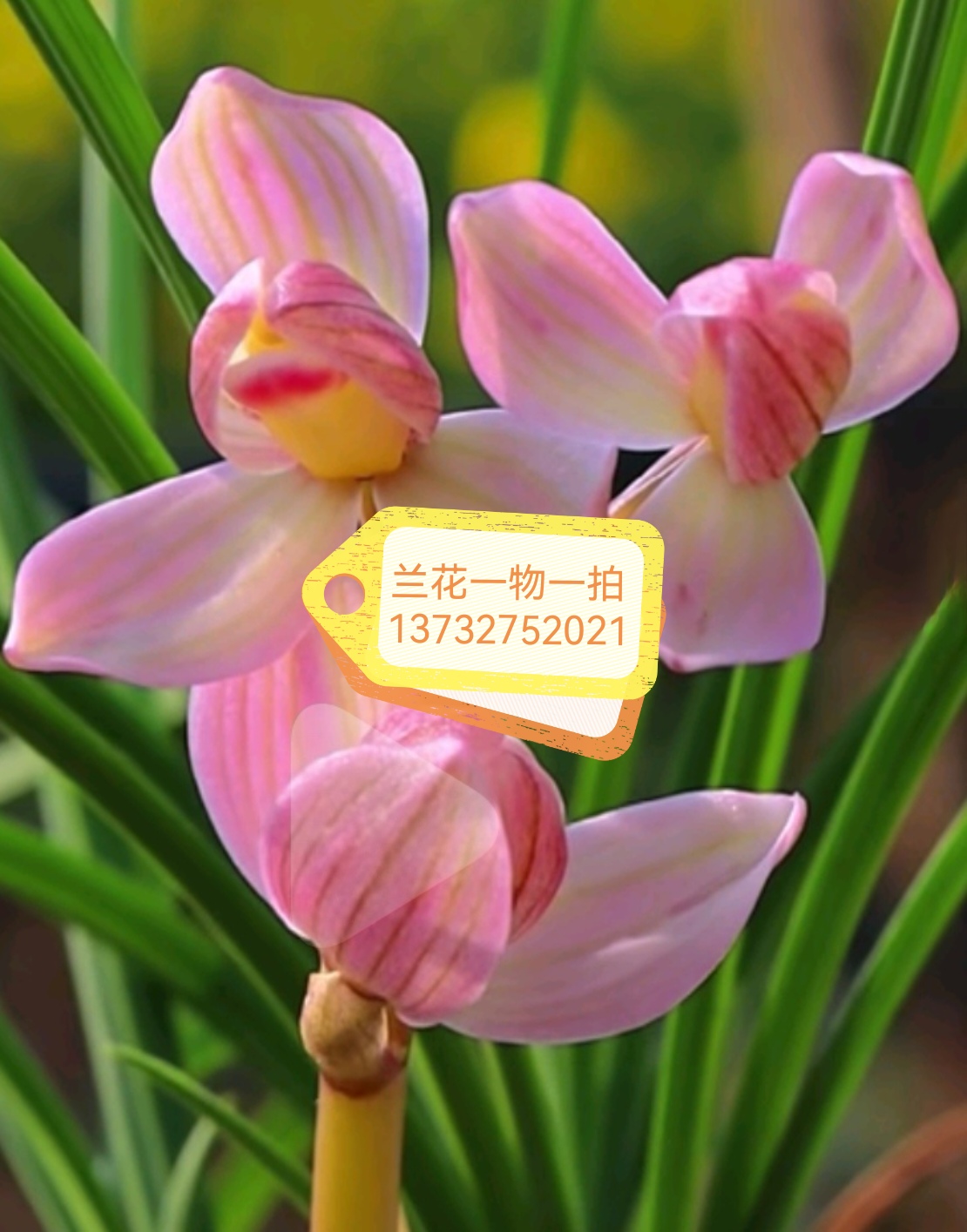 1000元以上 玉芸轩兰苑精品兰