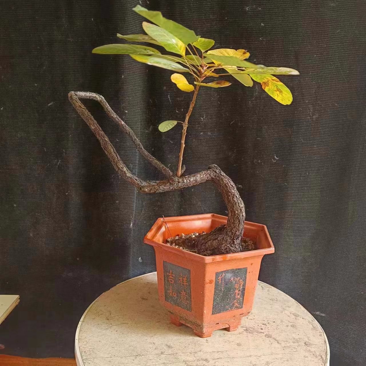 香山红叶盆景一物一拍