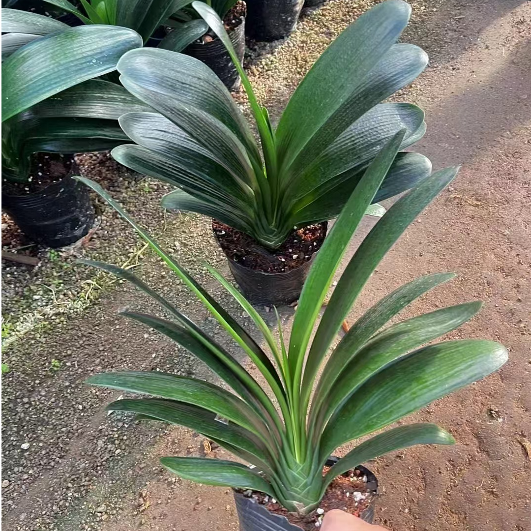 君子兰【10-14叶】盆栽绿植盆栽客厅阳台兰花自然植物实物盆栽
