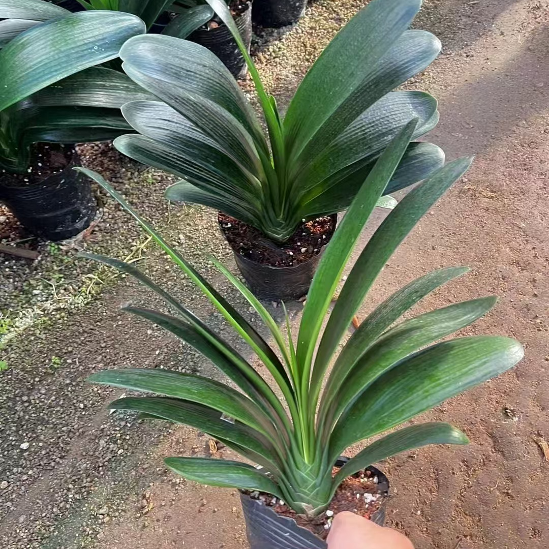 君子兰【10叶以上】盆栽绿植客厅阳台自然实物金钻盆栽花卉