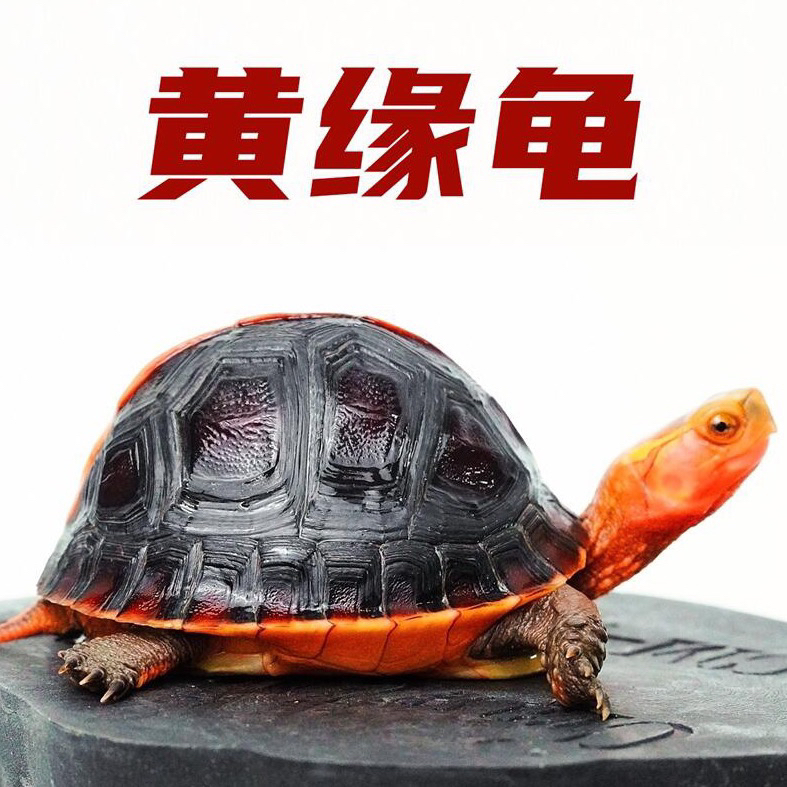人工养殖高背球体黄缘龟安缘龟半水龟