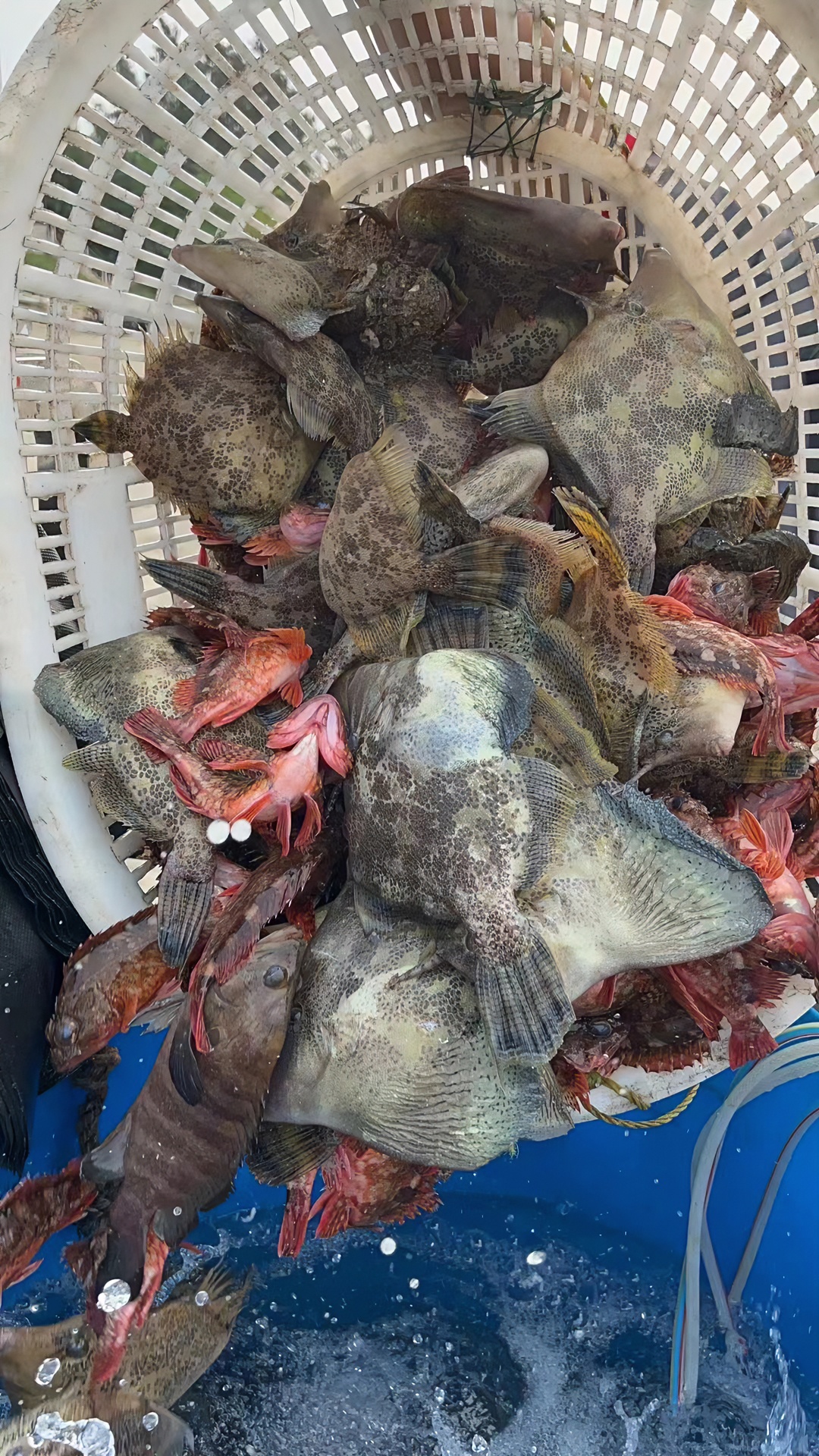 湛江硇洲岛 天然野生扒皮鱼  迪仔鱼