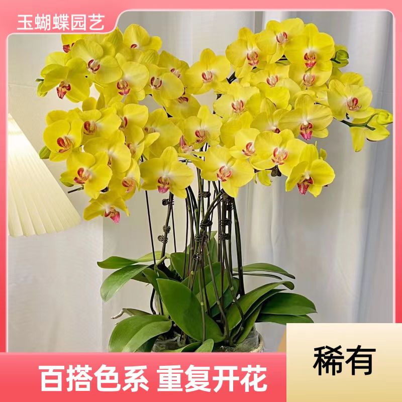 蝴蝶兰《大黄蜂》经典黄色 高端花卉  摆客厅餐厅办公室 送礼乔迁