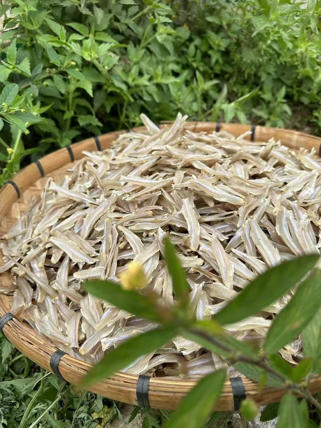 小白鱼干（湛江特产）