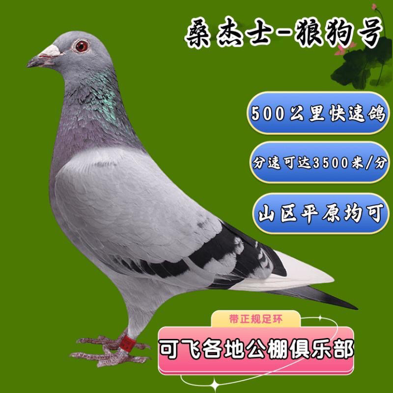 实战训练成绩鸽种鸽