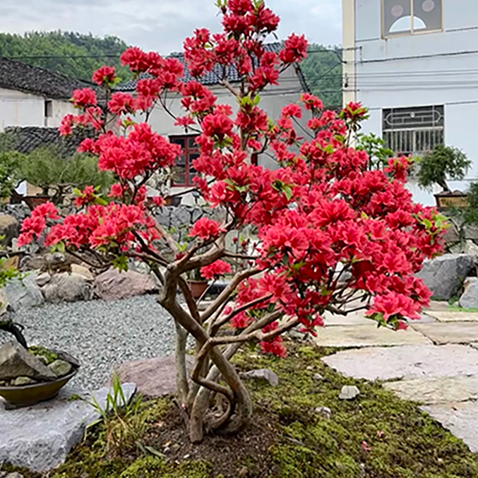 新品见花不见叶红花映山红