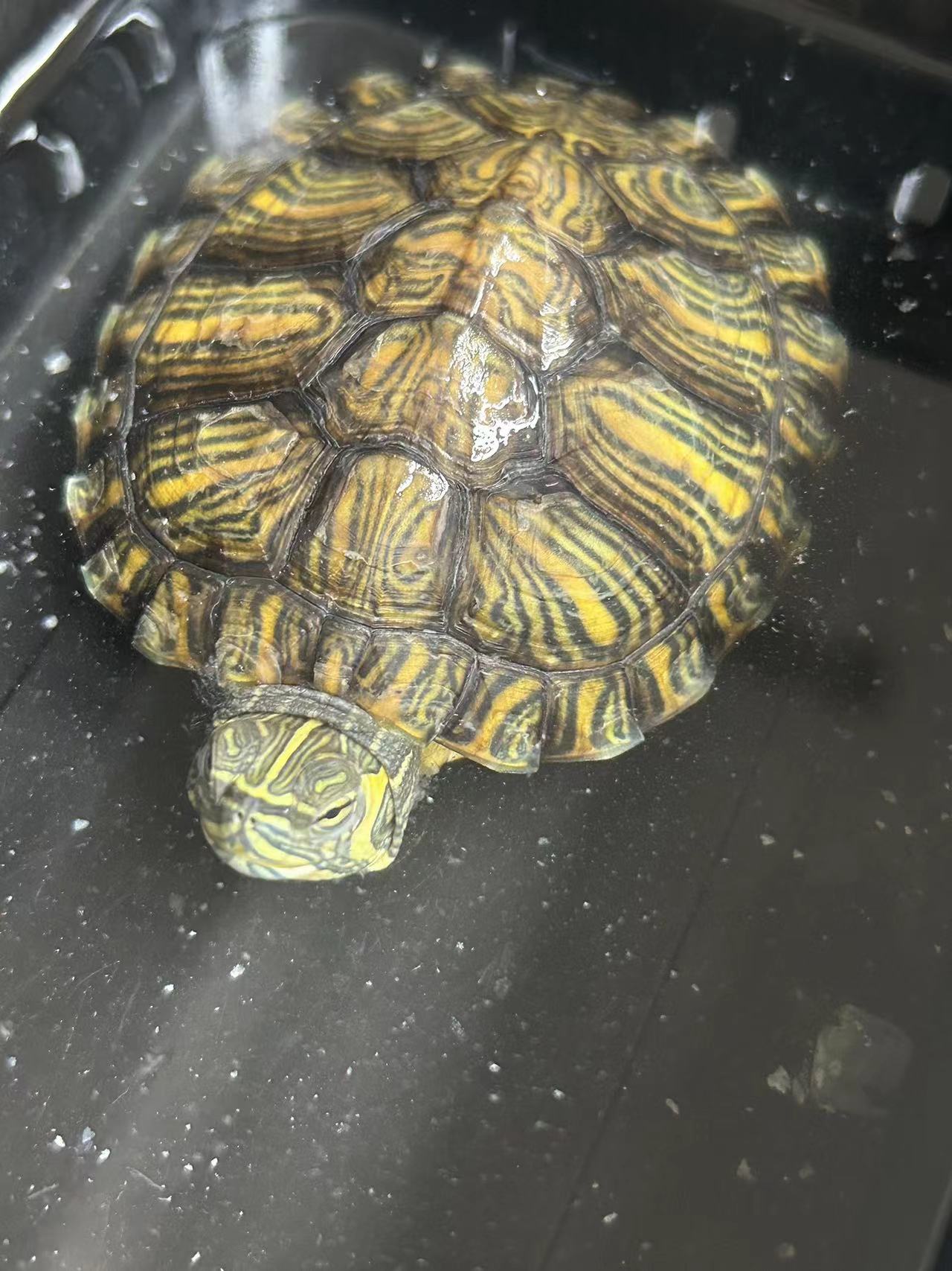 李子龟家直播选龟