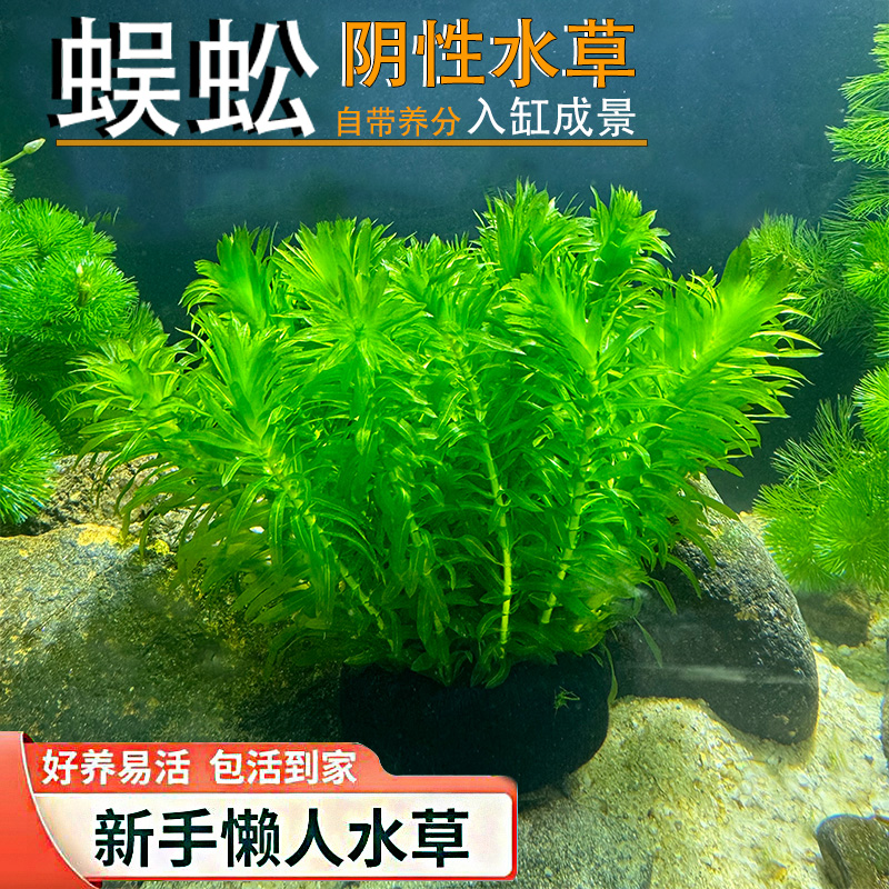 蜈蚣草水草植物鱼缸造景懒人必备净水绿植新手易养