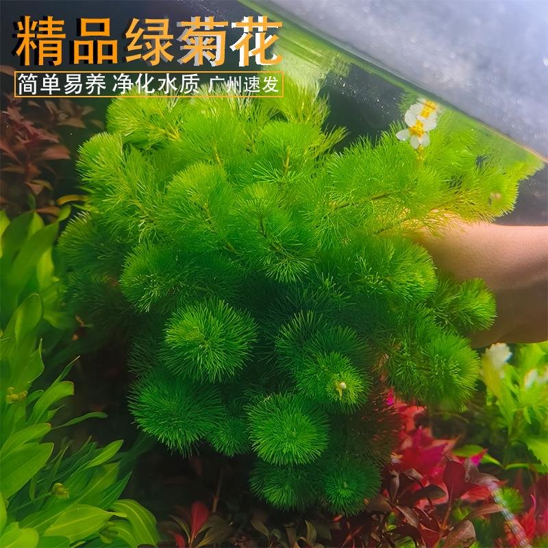 绿菊红菊水草鱼缸造景水草净化水质造氧懒人冒泡阴性无毒易活无害