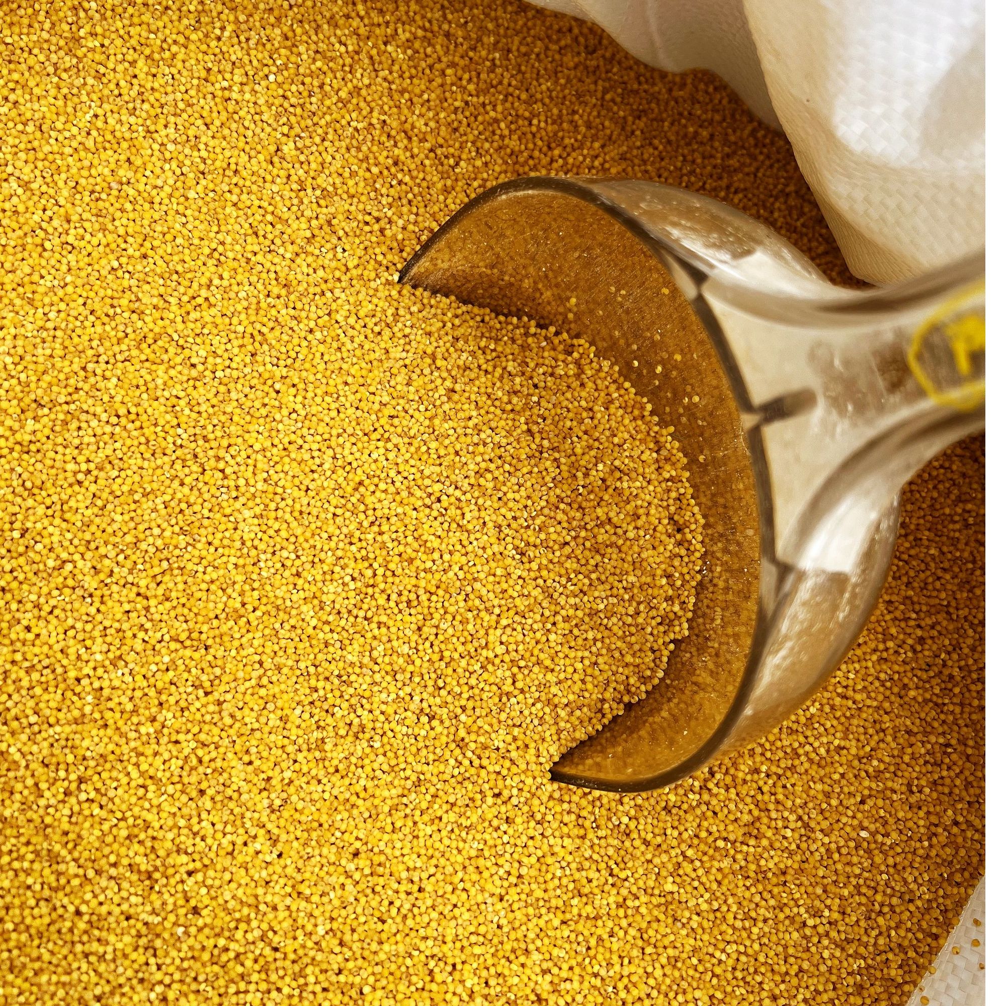 山西小米500g小米粥软糯易煮米香醇厚