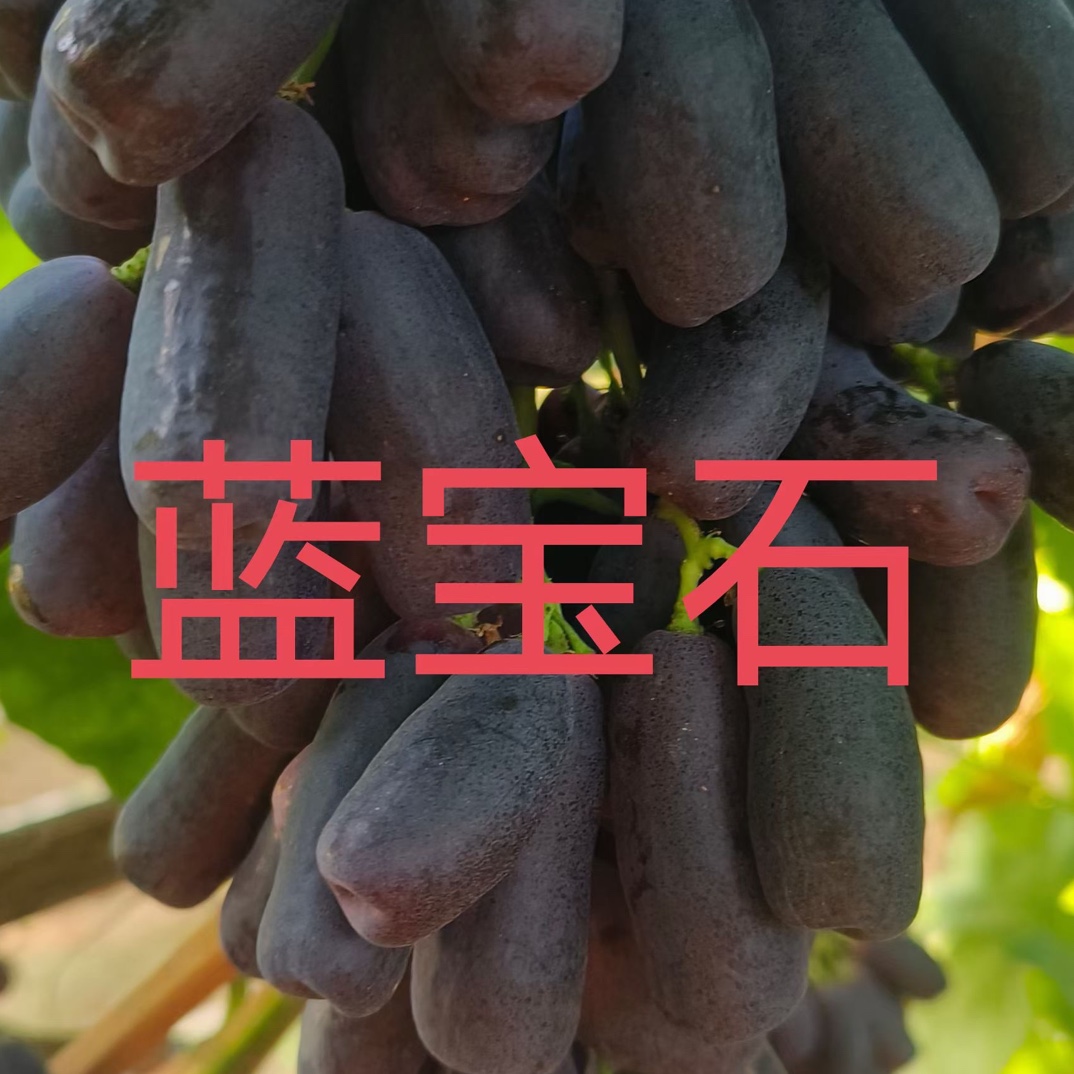 巨峰葡萄树苗南北方种植果树苗盆栽地栽庭院阳台大颗粒耐储存