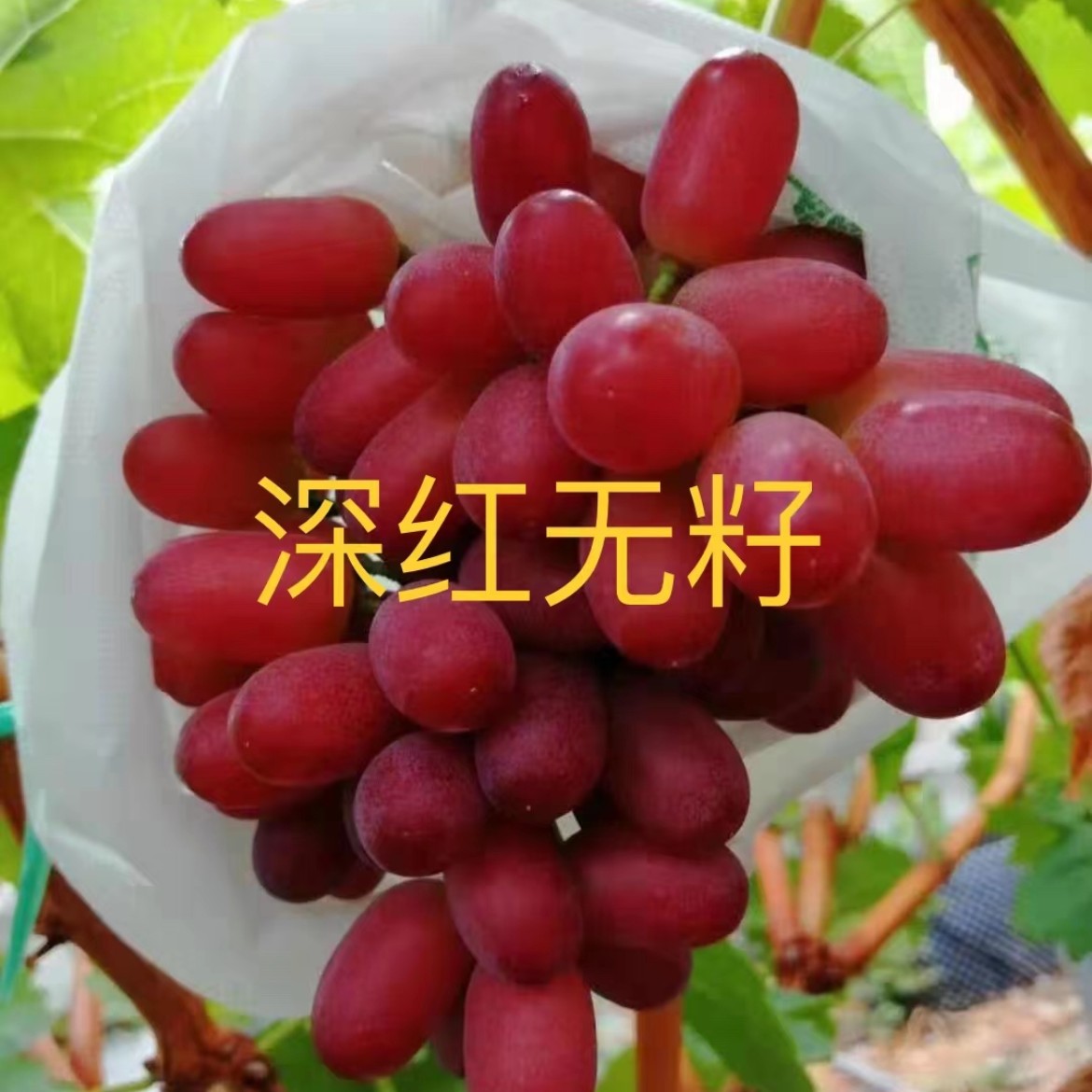 巨峰葡萄苗阳光玫瑰无核晴王葡萄树苗青提无籽葡萄苗当年结果精品