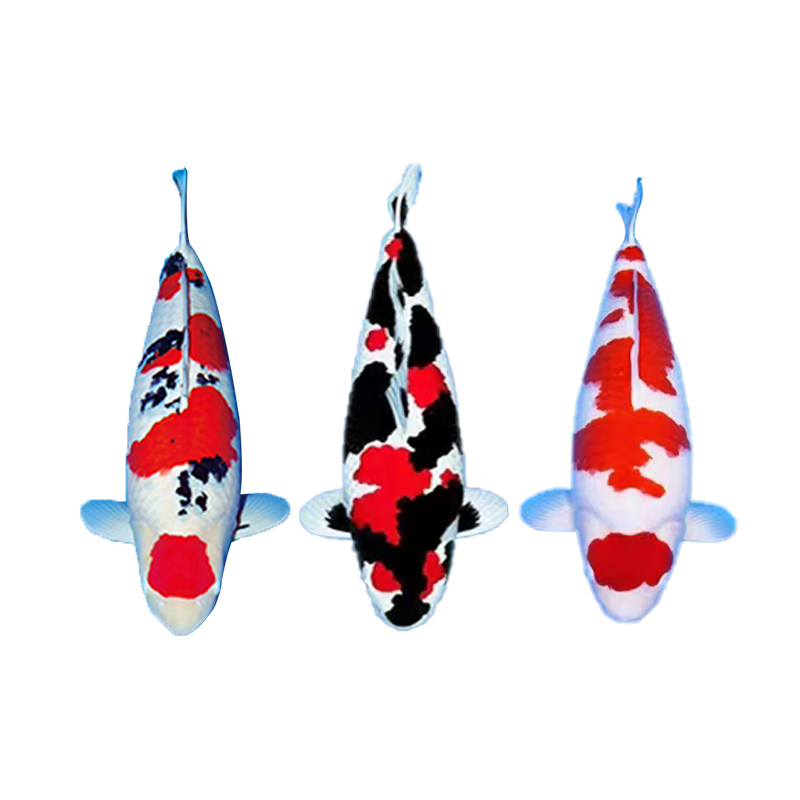 精品锦鲤观赏鱼【直播间链接】