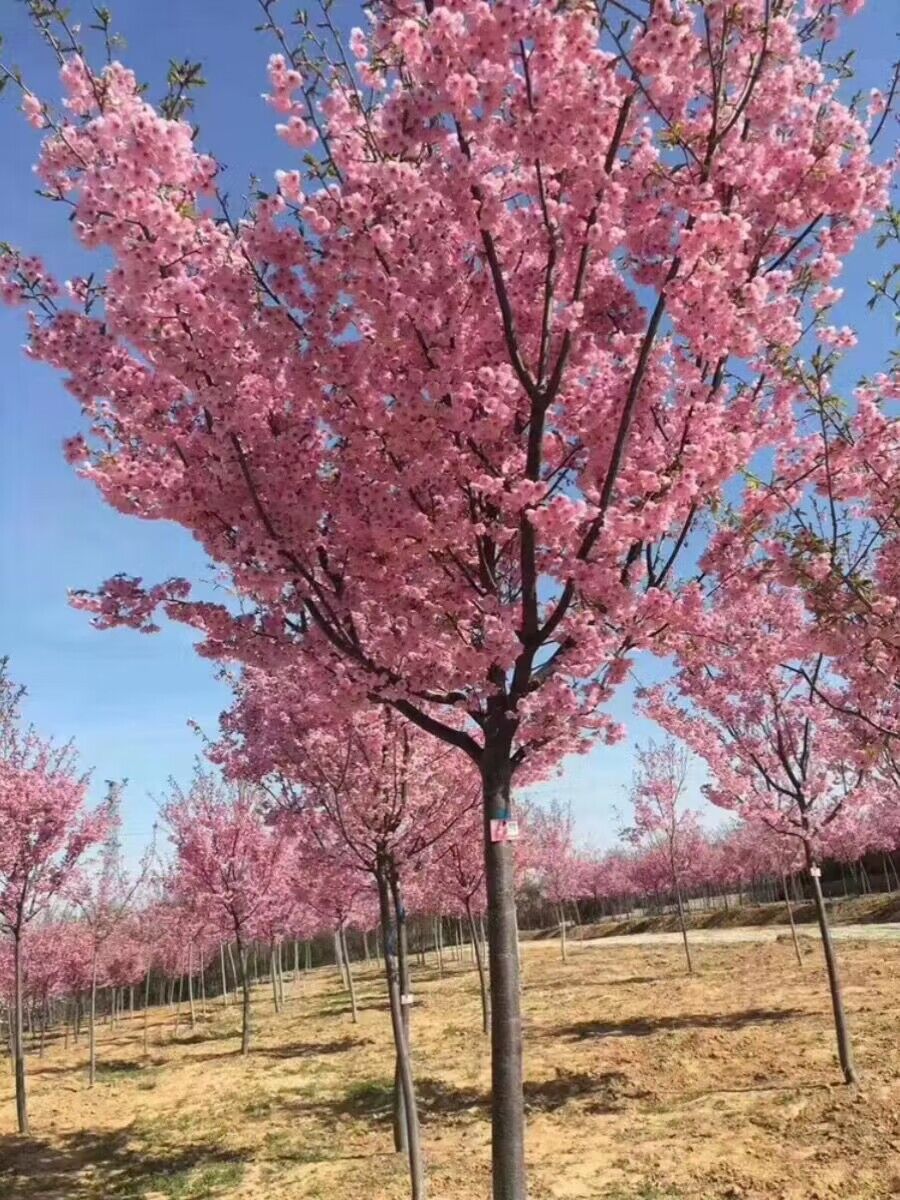 日本樱花树苗基地直销室外庭院种植园林绿化晚樱苗南北方风景树苗
