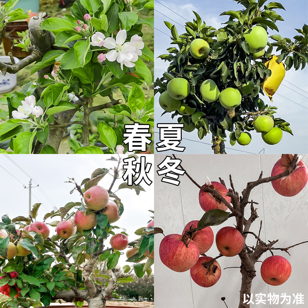 实拍 手把盆苹果盆景庭院植物观赏盆栽