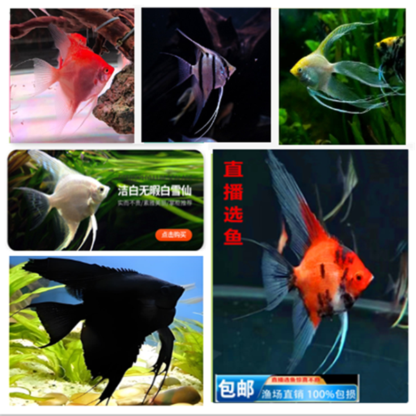神仙鱼燕鱼七彩神仙观赏鱼墨燕红魔鬼魔门斯卡淡水鱼小鱼鱼苗