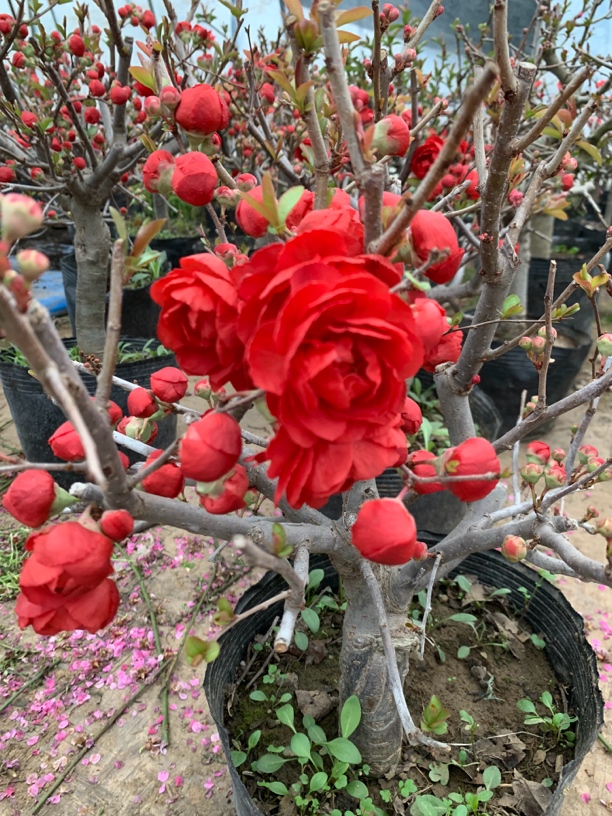 海棠花一物一拍田园土栽种喜水喜阳不包掉花清园处理