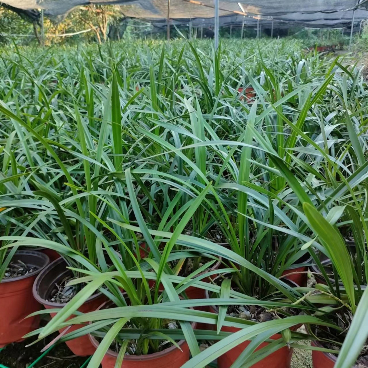 蜜蜂兰春兰蕙兰四季兰宋春兰花艺草奇花超漂亮室内绿植易活兰基地