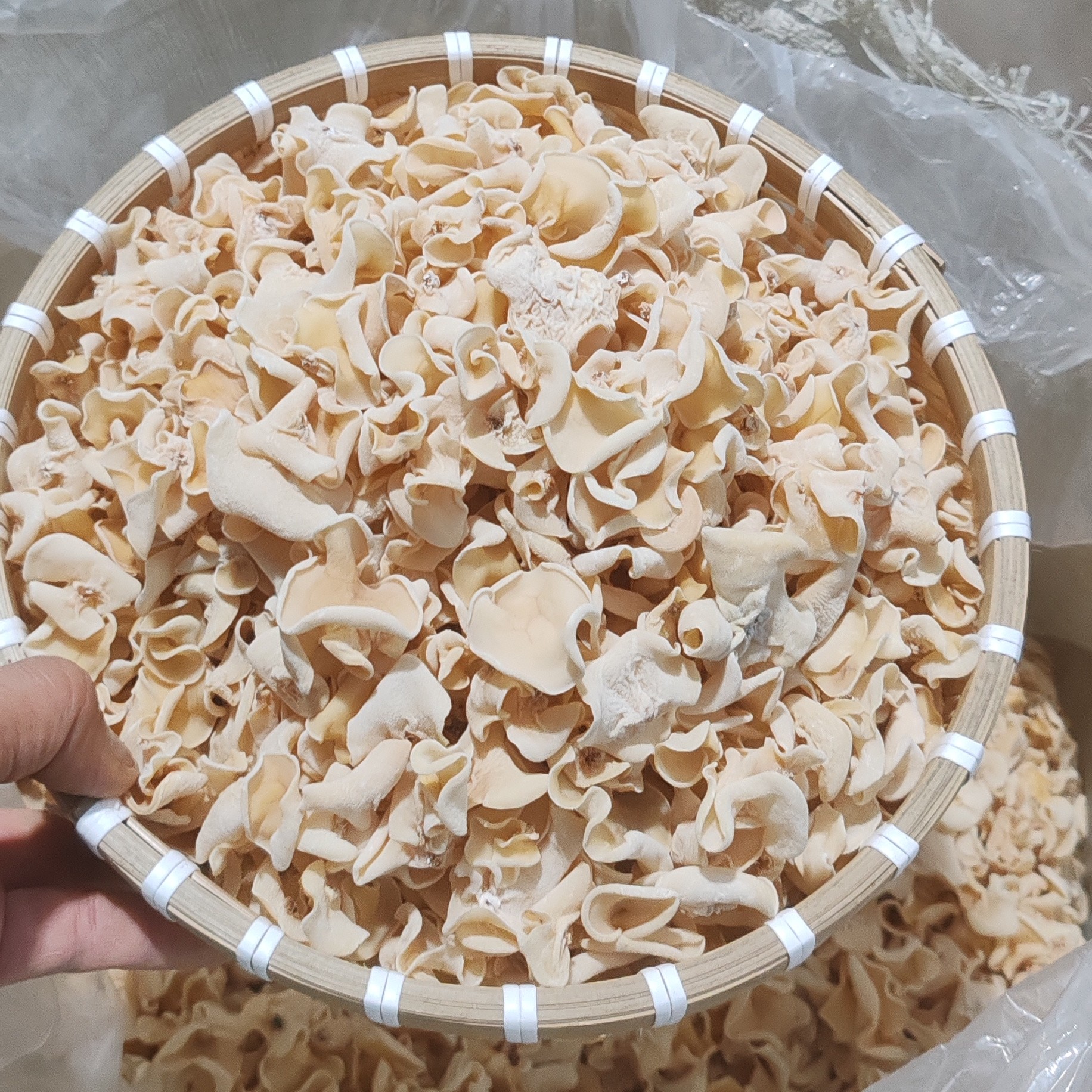 白木耳，长白山脚下，原产地直发，