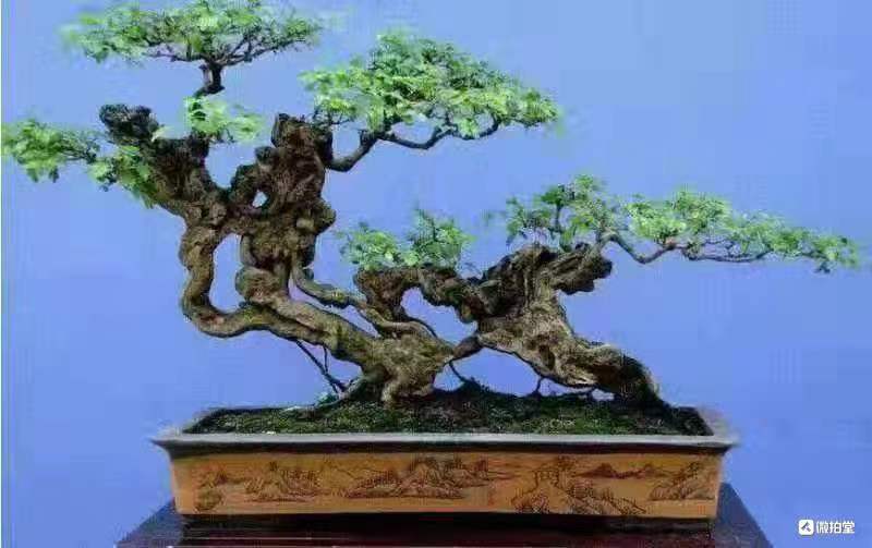 盆栽盆景园黄荆精品
