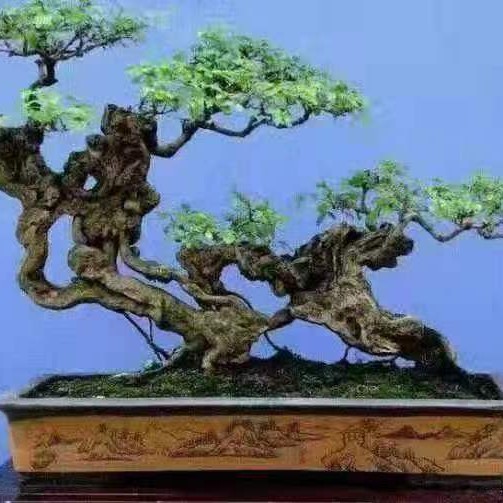 盆景盆栽花卉栽培