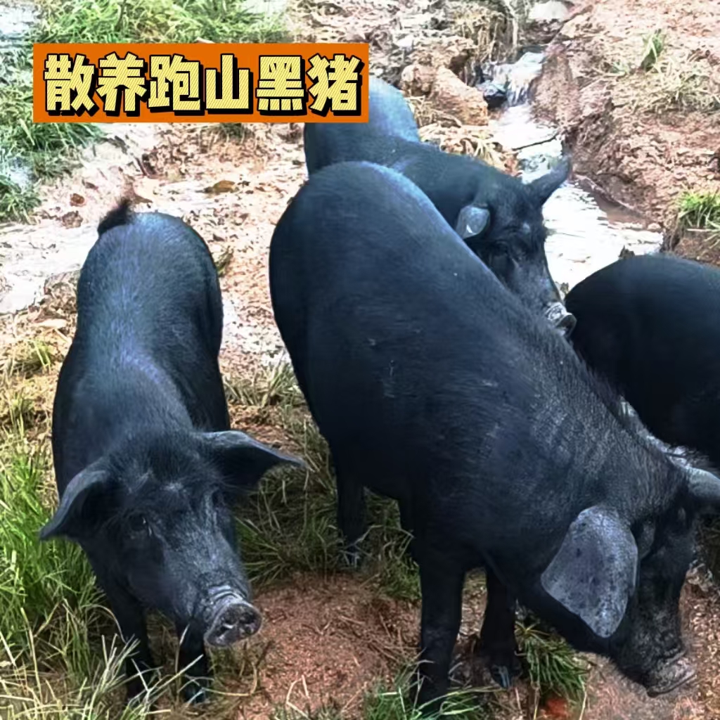 1号直播链接 现场选购好再称重下单纯粮喂养跑山黑猪土猪品质放心