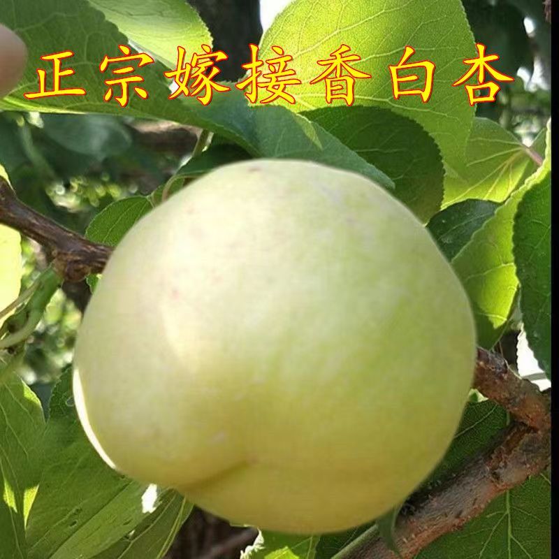 杏树苗正宗嫁接香白杏子苗新款耐热耐寒盆栽地栽南北种植盆栽地栽