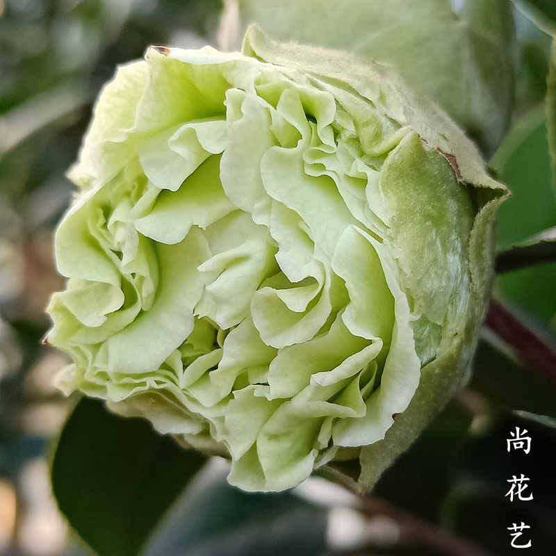 稀少品种绿色花绿可娜阳台室内外易养活净化空气绿植盆栽