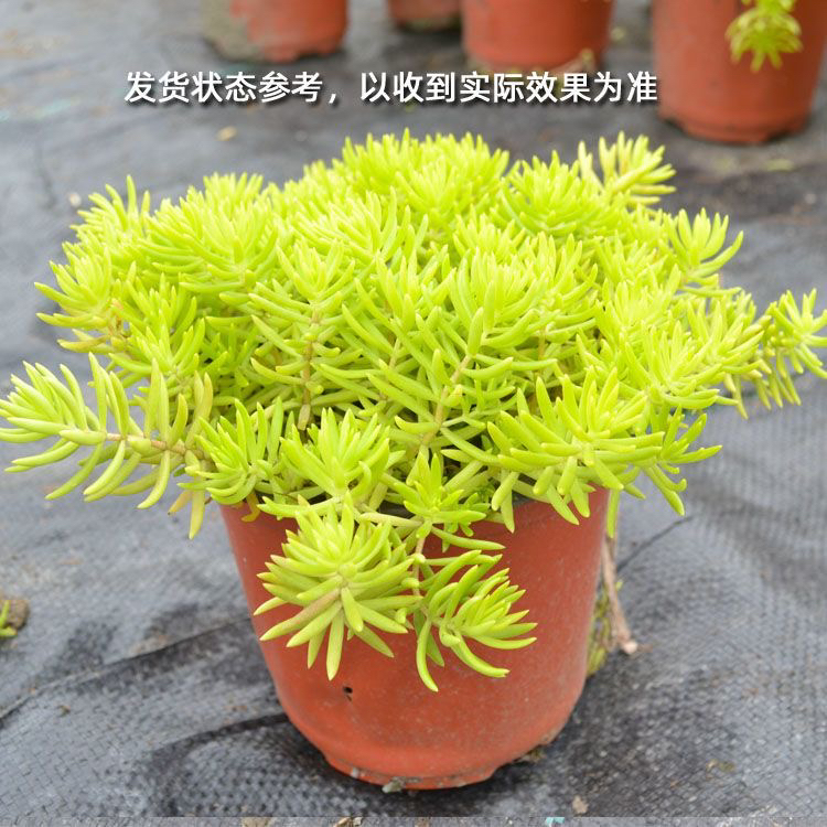 黄金佛甲草盆栽地被屋顶绿化多肉植物多年生好养耐阴寒耐旱热绿植