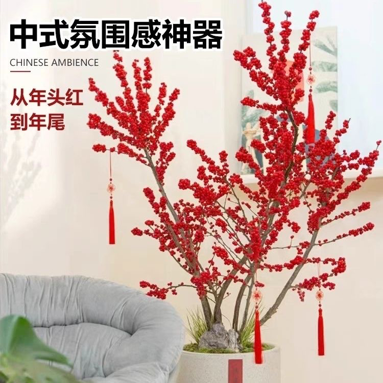 北美冬青耐寒树苗特色花卉盆栽红果室内年宵观果切枝