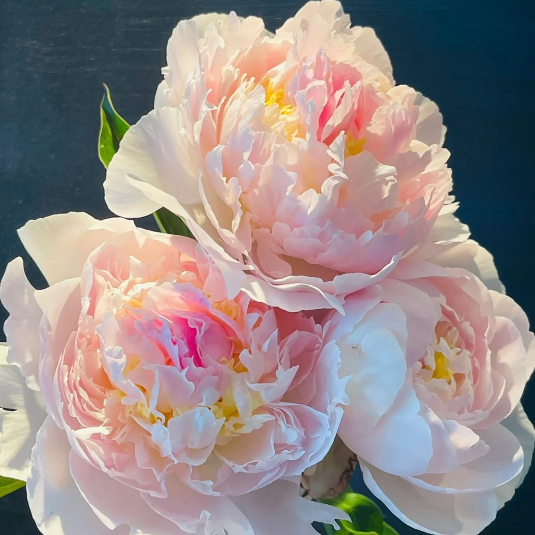 重瓣芍药牡丹浓香花种子花卉种籽多年生花籽易活盆栽庭院四季种植