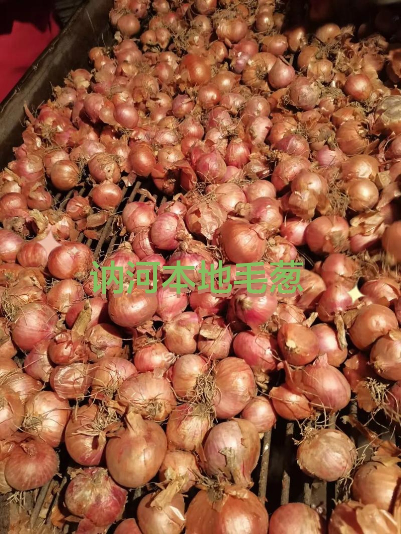 毛葱/东北小毛葱/黑龙江讷河原产地发货5斤