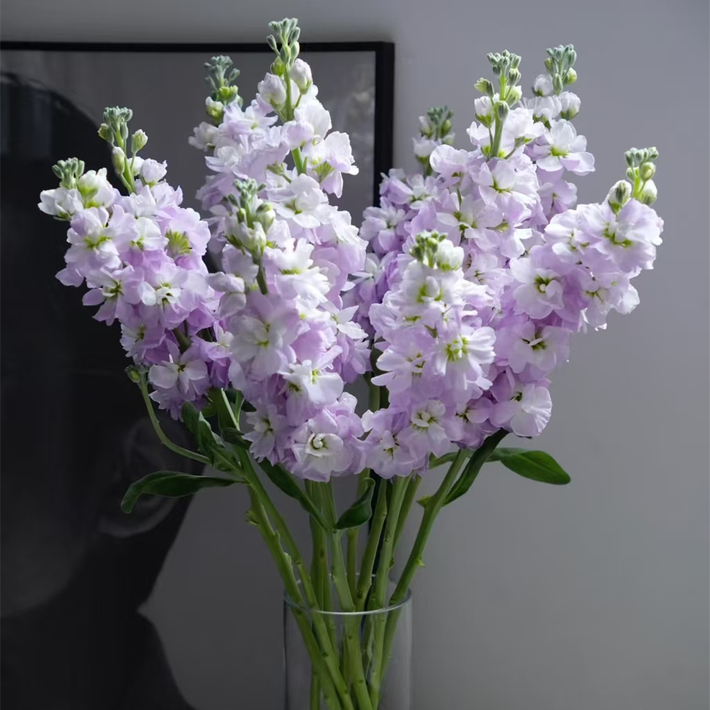 『紫色紫罗兰5枝』家居养花  全场任意满两单鲜花顺丰包邮 三单鲜花送玻璃花瓶 