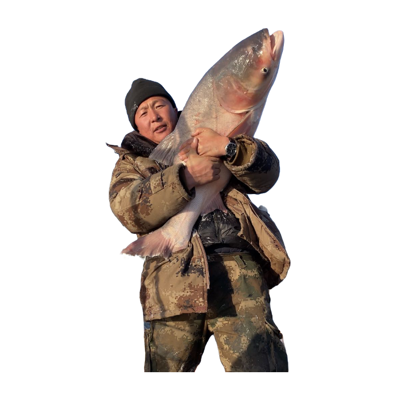 冬捕大胖头王30斤一条礼盒包邮产地吉林查干湖镇馈赠亲朋好吃好看