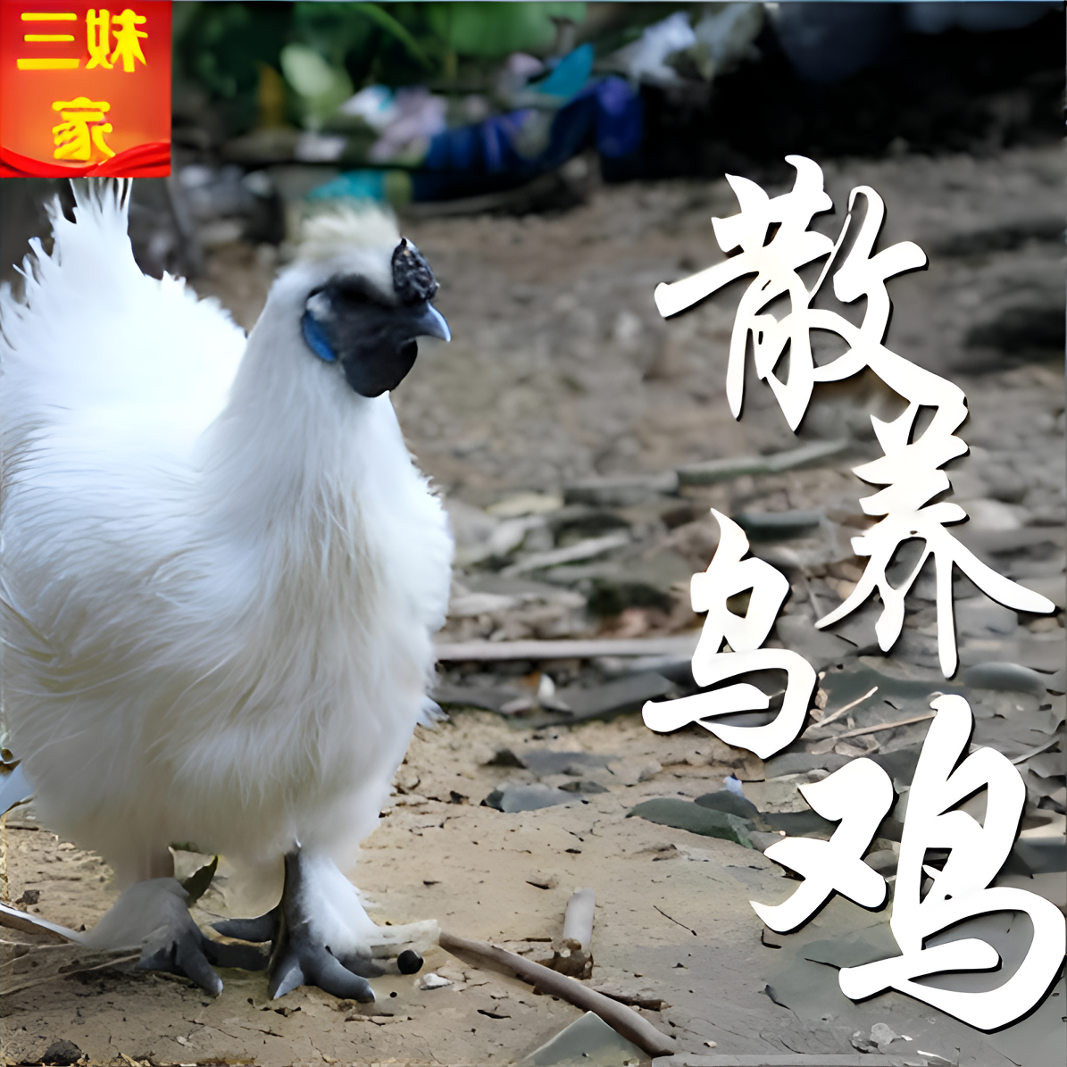白凤乌鸡包邮专属链接