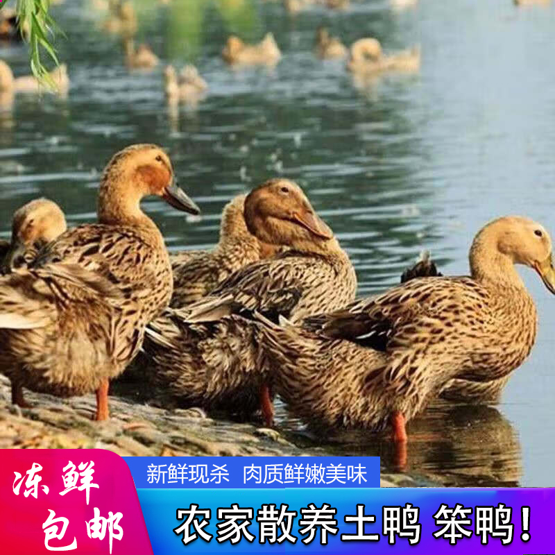 农家散养土麻鸭新鲜土鸭不带鸭掌鸭舌鸭翅 顺丰冷链发货约2斤*3只