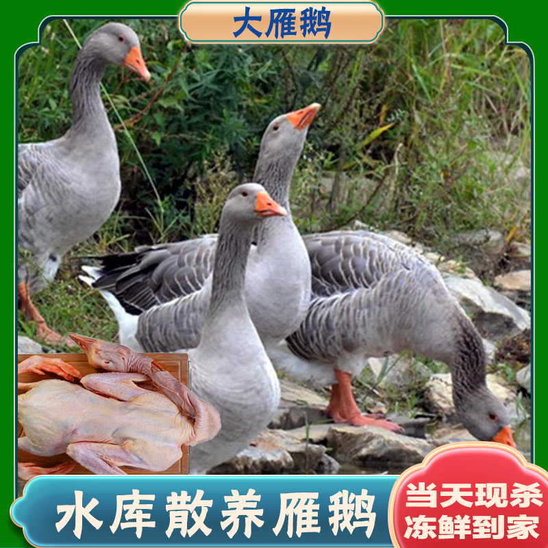 水库生态散养雁鹅整只净膛发货非老鹅农家散养现杀·顺丰净重5斤装