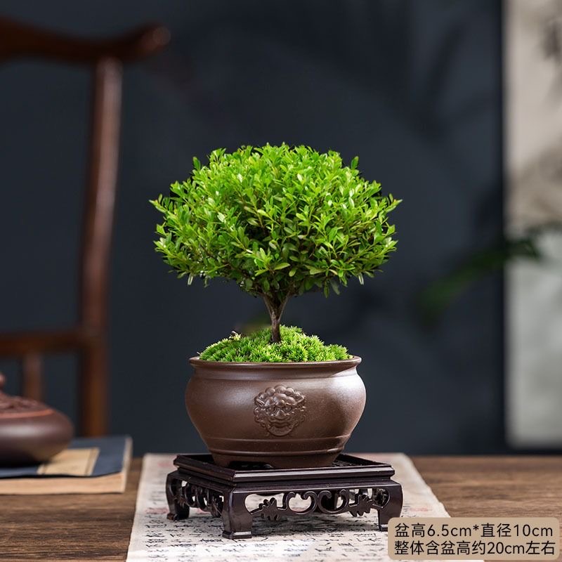 小叶赤楠微盆景 高端金丝楠木花卉室内桌面绿植 好养活