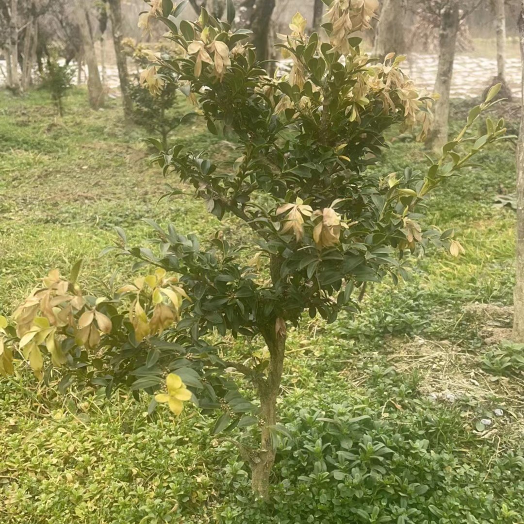 湖北恩施小叶黄杨春季植物