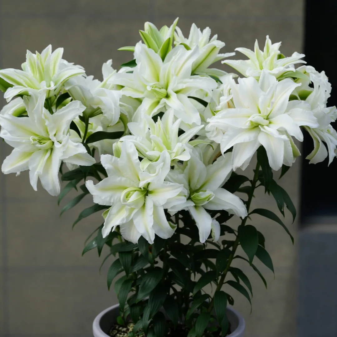 【艾莎】15/17 重瓣百合香水百合种球种植云南鲜花进口种球