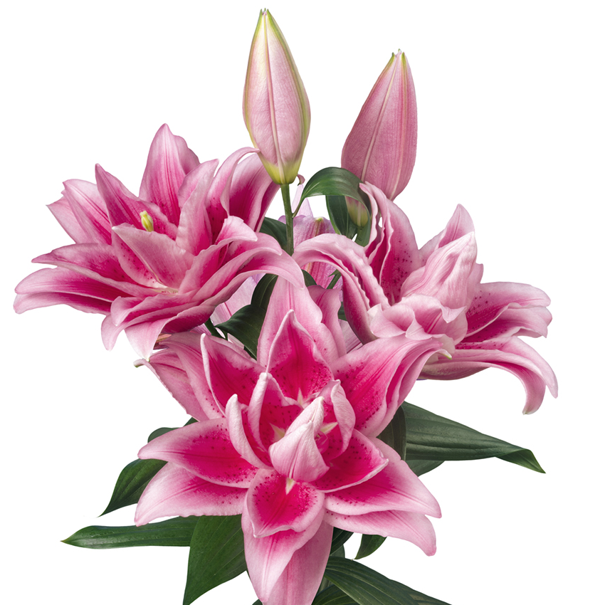 【茉莉】19/21 进口重瓣香水百合种球种植云南鲜花进口种球