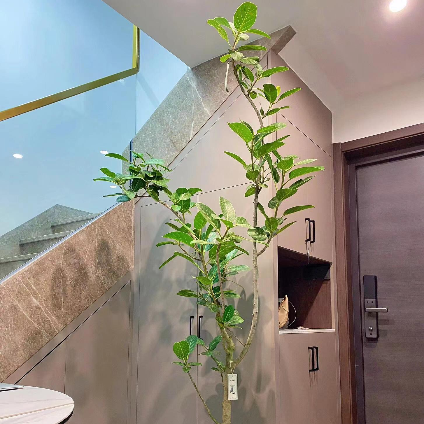 高山榕孟加拉榕黄金橡皮树客厅绿植落地植物好养真花室内大型盆栽