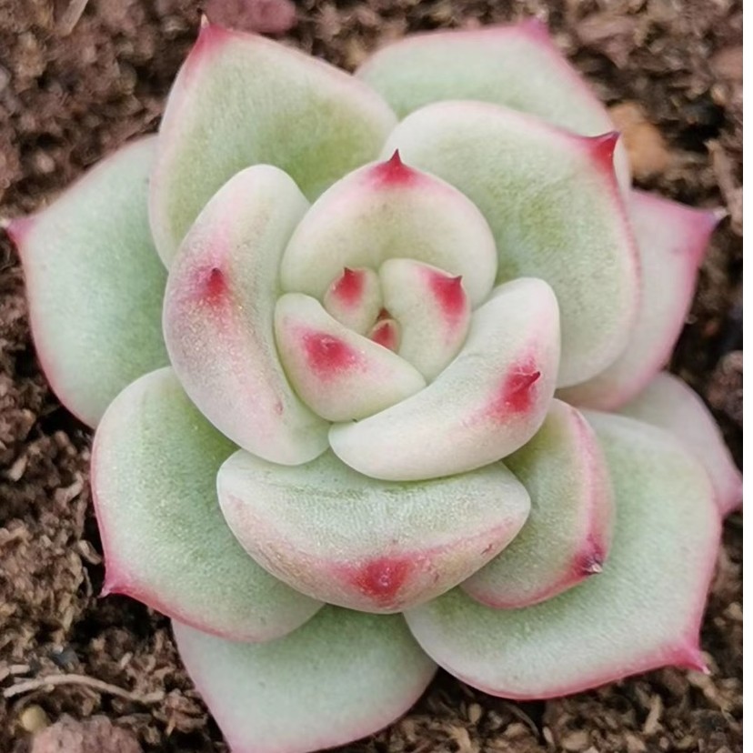 一号链接漾阳园艺多肉植物。白色粉色红色黄色带土紫色裸根春季