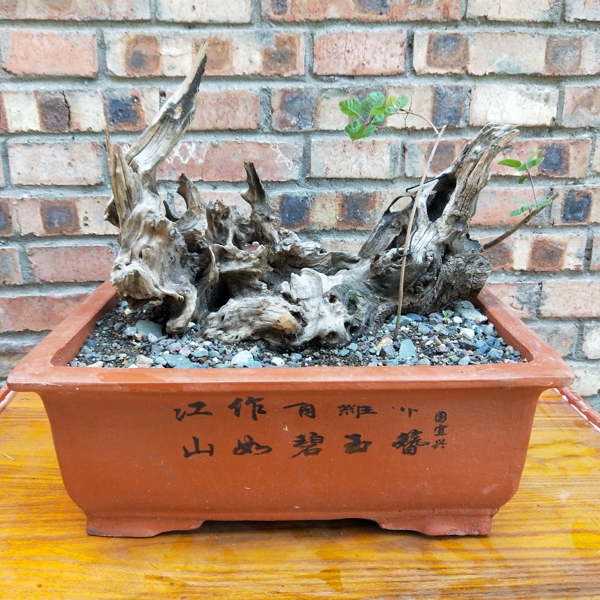 黄栌红叶盆景老桩根艺小精品古怪桩熟桩热卖树桩