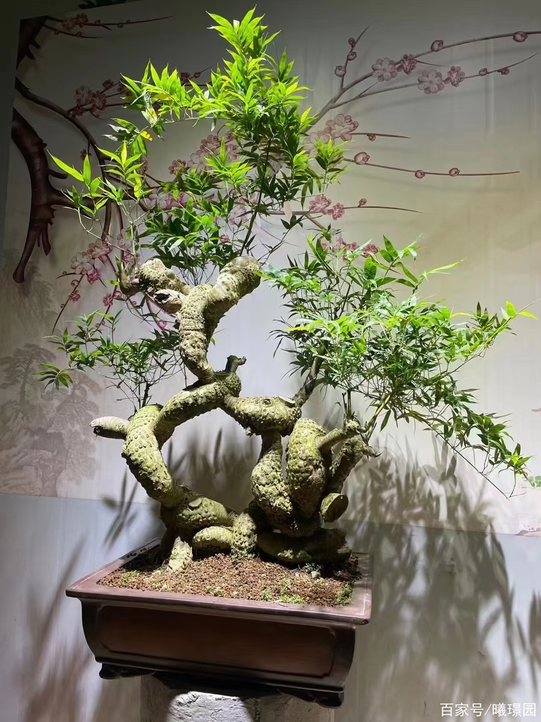 小叶勒竹生桩   一物一拍