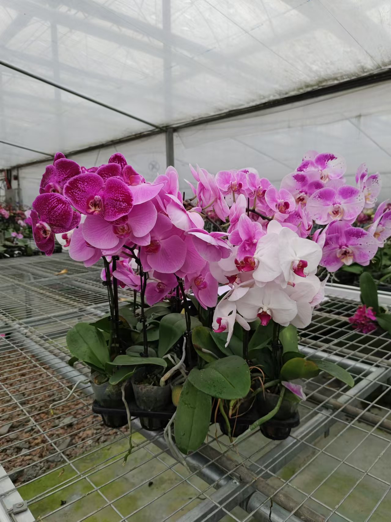 【孤品随发—不指定】蝴蝶兰 室内种植 观赏送礼 带花发货