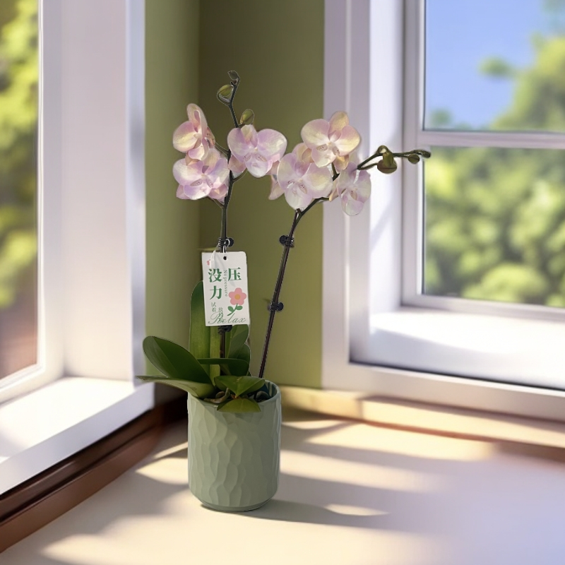 【威尼斯】天然马卡龙色系蝴蝶兰室内种植观赏送礼带花发货
