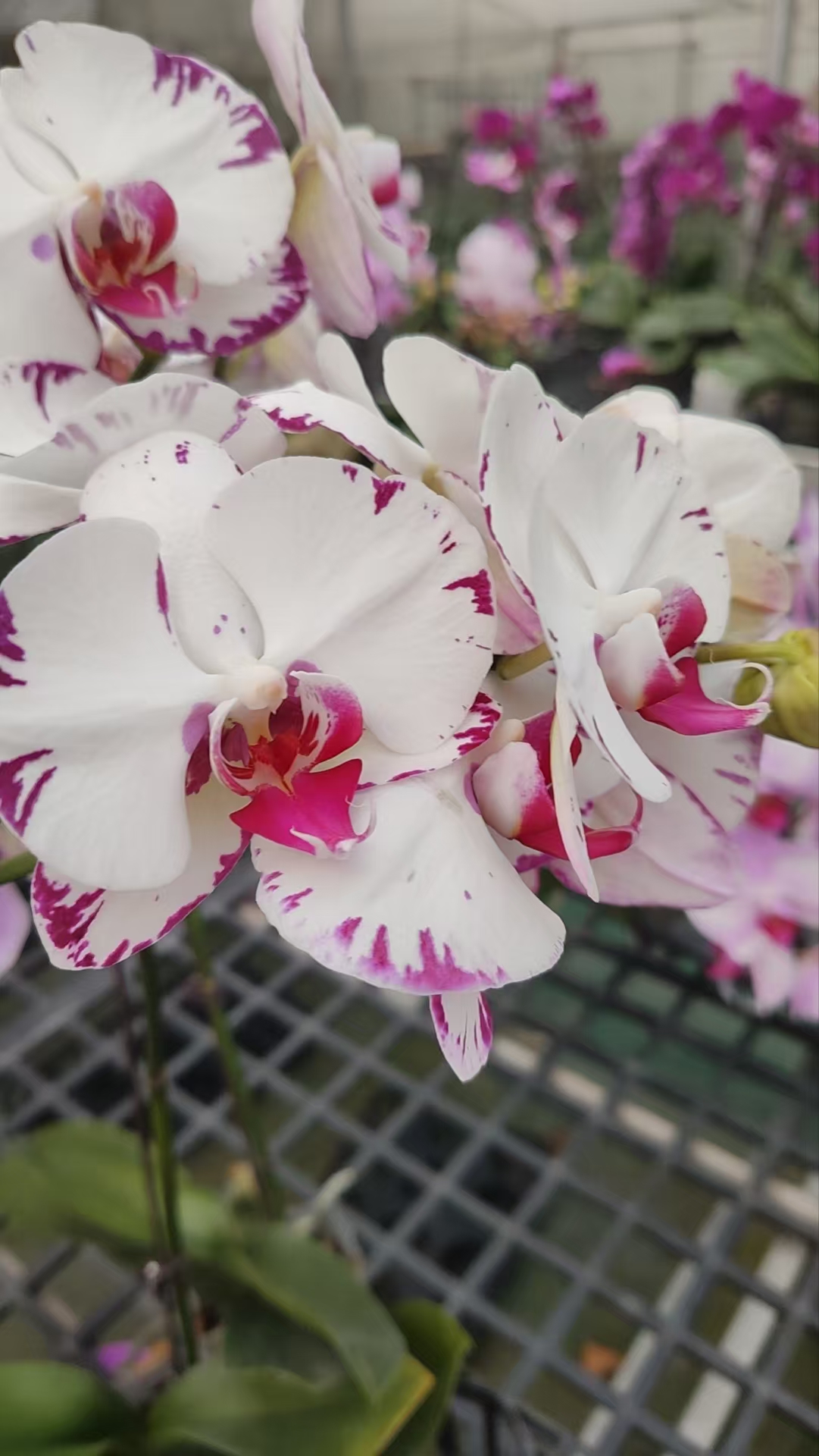 【白闪电】白色带闪边蝴蝶兰室内种植观赏送礼带花发货