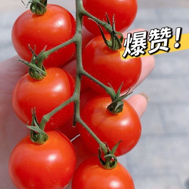 串串樱桃小番茄  一口尽享脆甜爆汁 毛重3.8公斤左右包邮