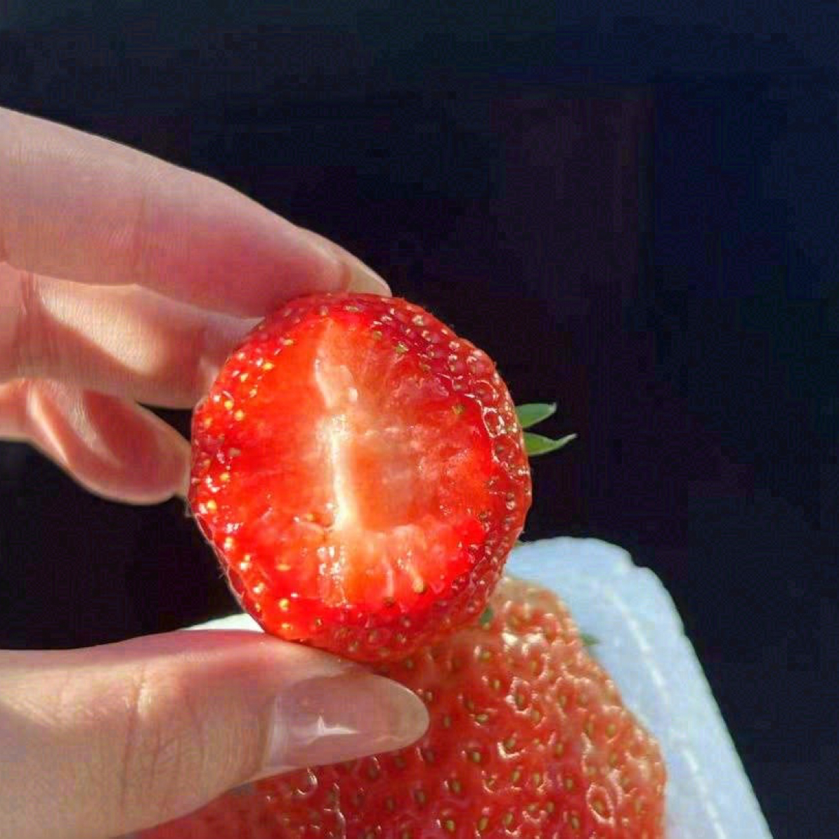 丹东九九大版草莓 一份 毛重2公斤左右只发乌鲁木齐市区